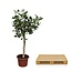 Ficus Benghalensis boom - 200 cm - ø50