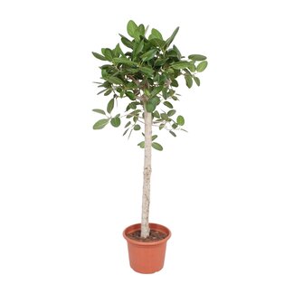 Ficus Benghalensis boom - 180 cm - ø40