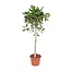Ficus Benghalensis boom - 180 cm - ø40