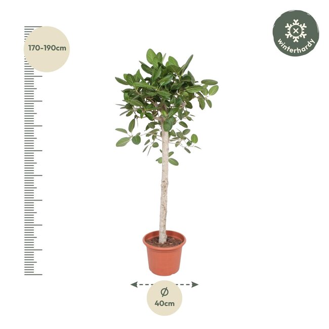 Ficus Benghalensis boom - 180 cm - ø40