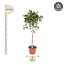 Ficus Benghalensis boom - 180 cm - ø40