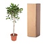 Ficus Benghalensis boom - 180 cm - ø40