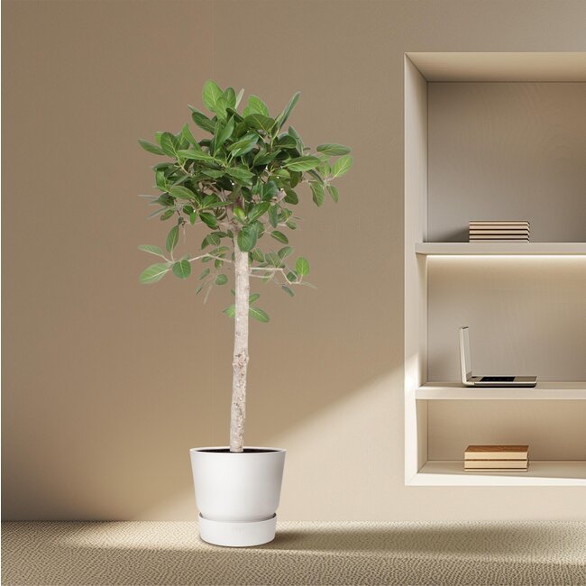 Ficus Benghalensis boom - 180 cm - ø40