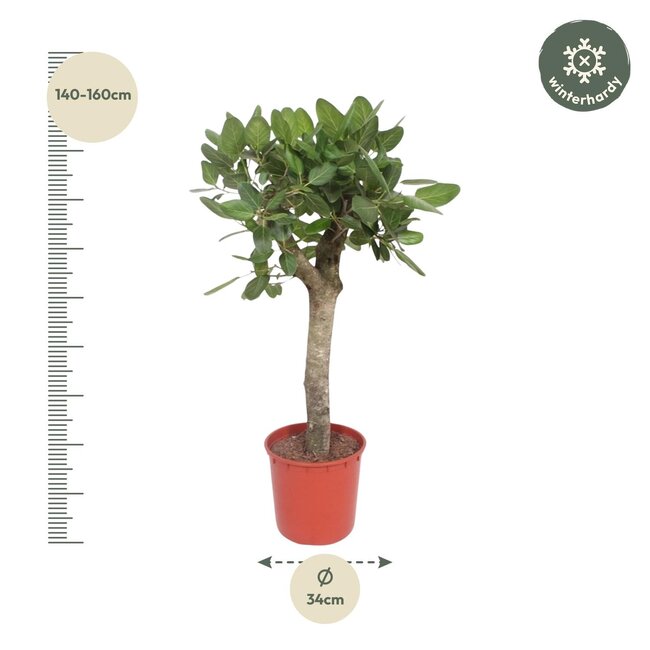 Ficus Benghalensis boom - 150 cm - ø34