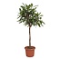 Ficus Cyathistipula boom - 180 cm - ø40