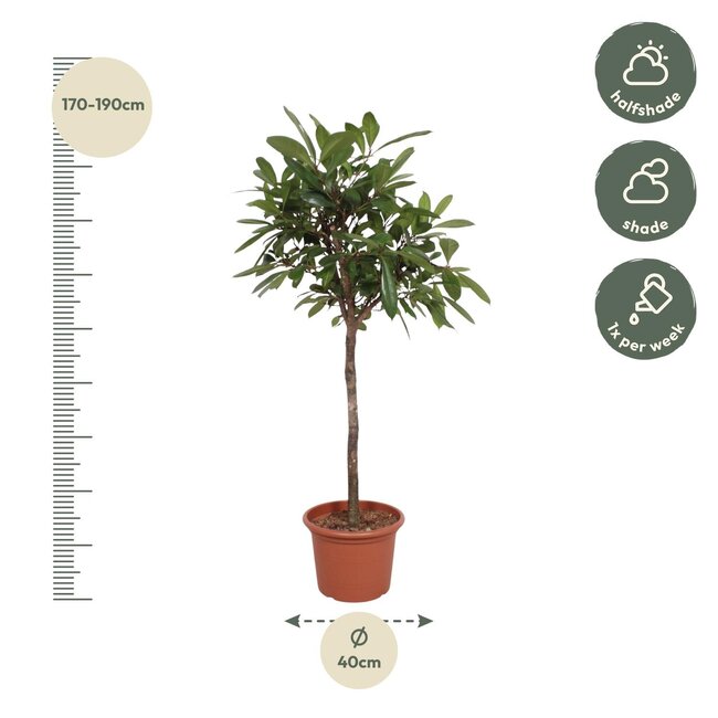 Ficus Cyathistipula boom - 180 cm - ø40