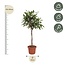 Ficus Cyathistipula boom - 180 cm - ø40