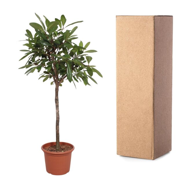 Ficus Cyathistipula boom - 180 cm - ø40