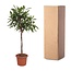 Ficus Cyathistipula boom - 180 cm - ø40