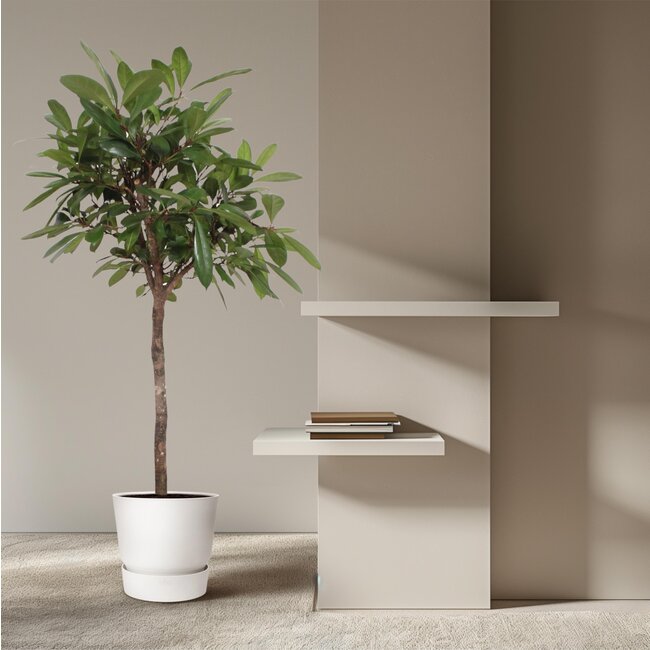 Ficus Cyathistipula boom - 180 cm - ø40