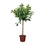 Ficus Cyathistipula boom - 250 cm - ø50