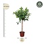 Ficus Cyathistipula boom - 250 cm - ø50
