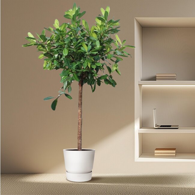 Ficus Cyathistipula boom - 250 cm - ø50