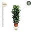 Ficus Cyathistipula gaasrek - 230 cm - ø60