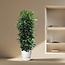 Ficus Cyathistipula gaasrek - 230 cm - ø60