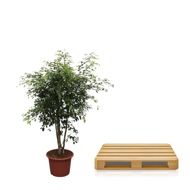 Ficus Benjamina Exotica vertakt - 190 cm - ø50
