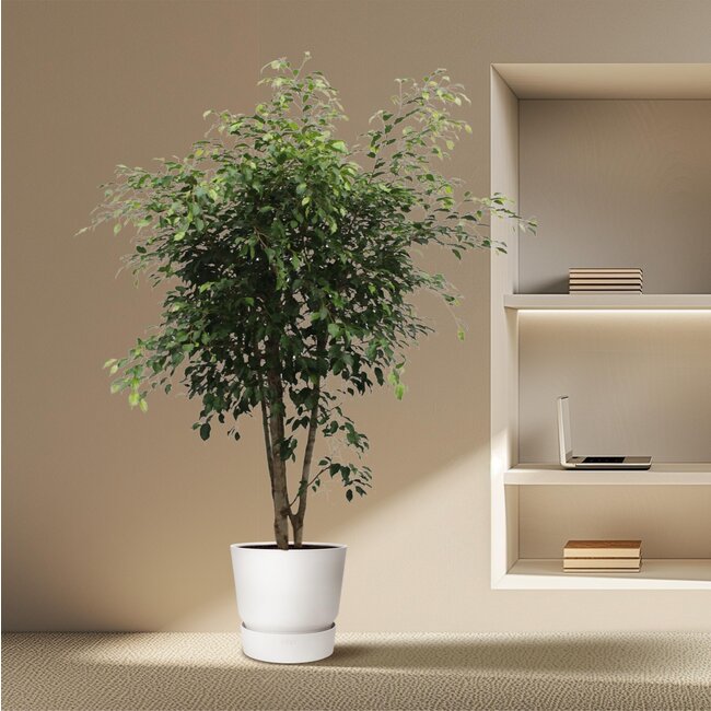 Ficus Benjamina Exotica vertakt - 190 cm - ø50