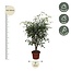 Ficus Benjamina Exotica vertakt - 150 cm - ø40