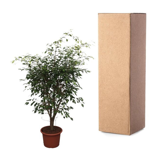 Ficus Benjamina Exotica vertakt - 150 cm - ø40