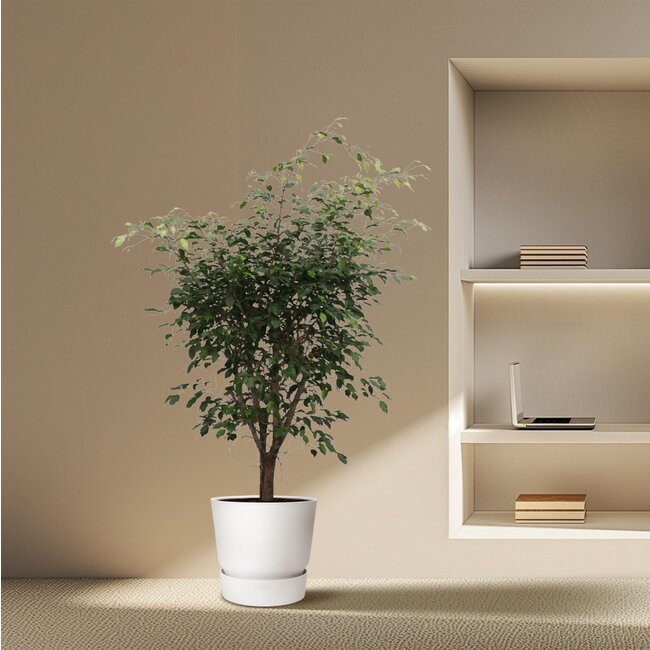 Ficus Benjamina Exotica vertakt - 150 cm - ø40