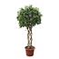 Ficus Benjamina Exotica gevlochten stam - 250 cm - ø55
