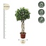 Ficus Benjamina Exotica gevlochten stam - 250 cm - ø55
