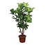 Ficus Lyrata vertakt - 240 cm - ø50