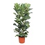 Ficus Lyrata struik - 180 cm - ø34