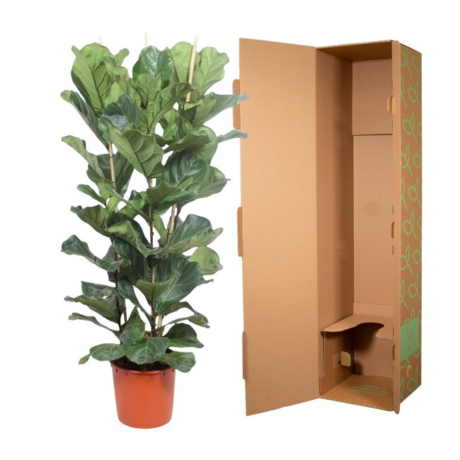 Ficus Lyrata struik - 180 cm - ø34
