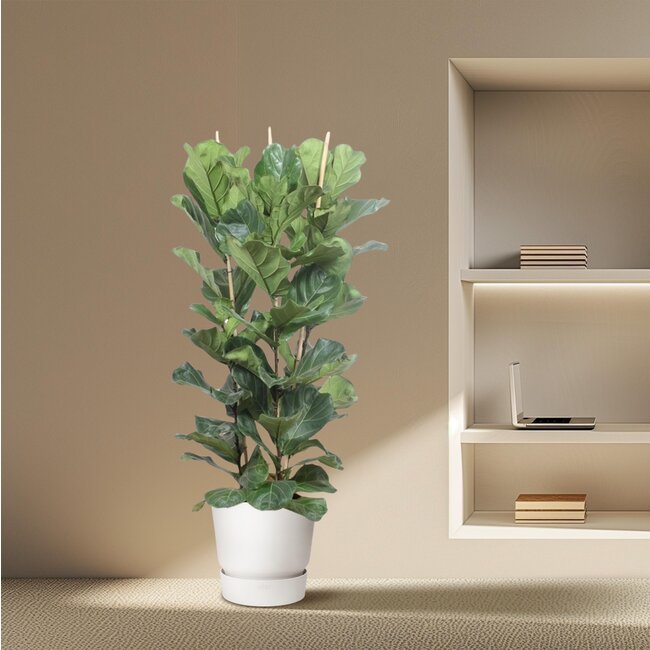 Ficus Lyrata struik - 180 cm - ø34