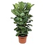 Ficus Lyrata struik XL - 180 cm - ø45