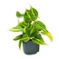 Philodendron Scandens Brasil - Ø12cm - ↕15cm