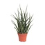 Sansevieria Fernwood Punk - Ø12cm - ↕30cm