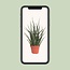 Sansevieria Fernwood Punk - Ø12cm - ↕30cm