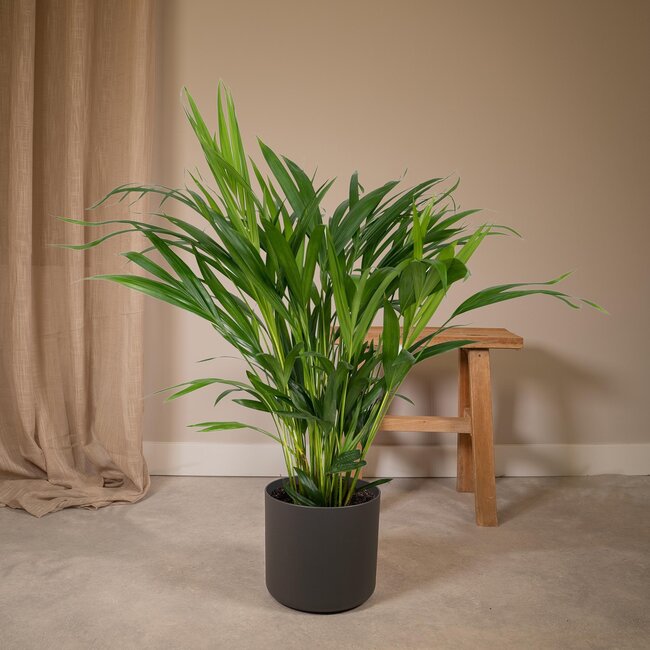 Dypsis Lutescens - Ø17 - ↨60cm