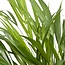 Dypsis Lutescens - Ø17 - ↨60cm