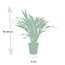 Dypsis Lutescens - Ø17 - ↨60cm