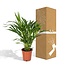 Dypsis Lutescens - Ø17 - ↨60cm