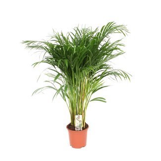 Dypsis Lutescens - Ø24 - ↨120cm