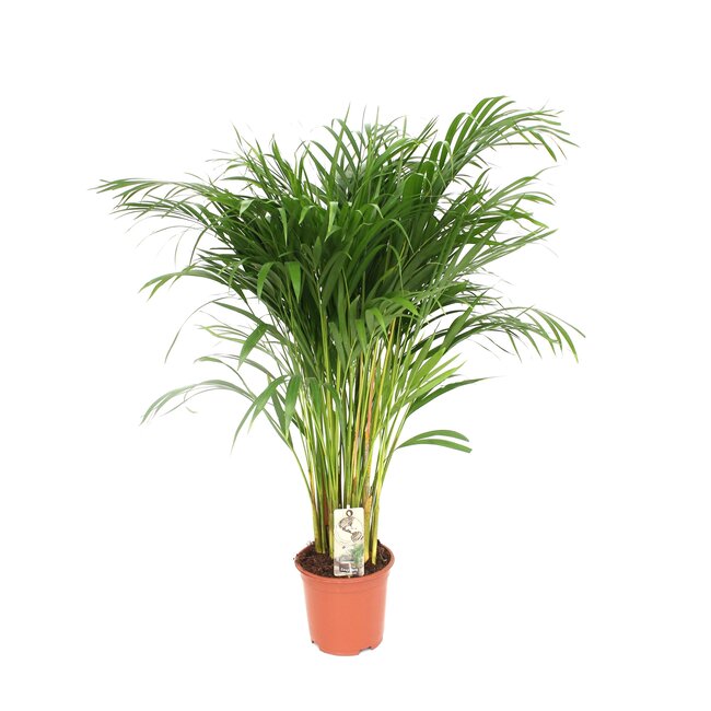 Dypsis Lutescens - Ø24 - ↨120cm