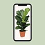 Ficus Lyrata - Ø17cm - ↕75cm
