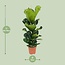 Ficus Lyrata - Ø21cm - ↕100cm