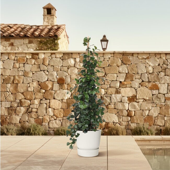 Ficus Trinova pyramide - 240 cm - ø50