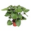Homalomena Rubescens Maggy - 140 cm - ø34