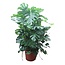 Monstera Deliciosa XXXL - 200 cm - ø50