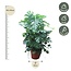 Monstera Deliciosa XXXL - 200 cm - ø50