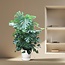 Monstera Deliciosa XXXL - 200 cm - ø50