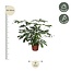 Philodendron Green Wonder XL - 140 cm - ø45