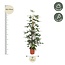 Philodendron Pedatum gaasrek - 160 cm - ø27