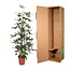 Philodendron Pedatum gaasrek - 160 cm - ø27